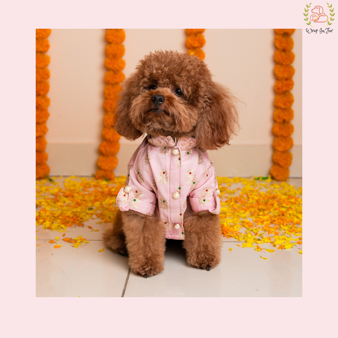 Poodle wearing a colorful indian outfit for shaadi
