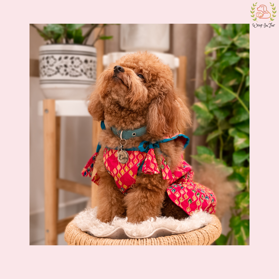 Small brown dog wearing a colorful dog frock sitting on a chair with plants in the background