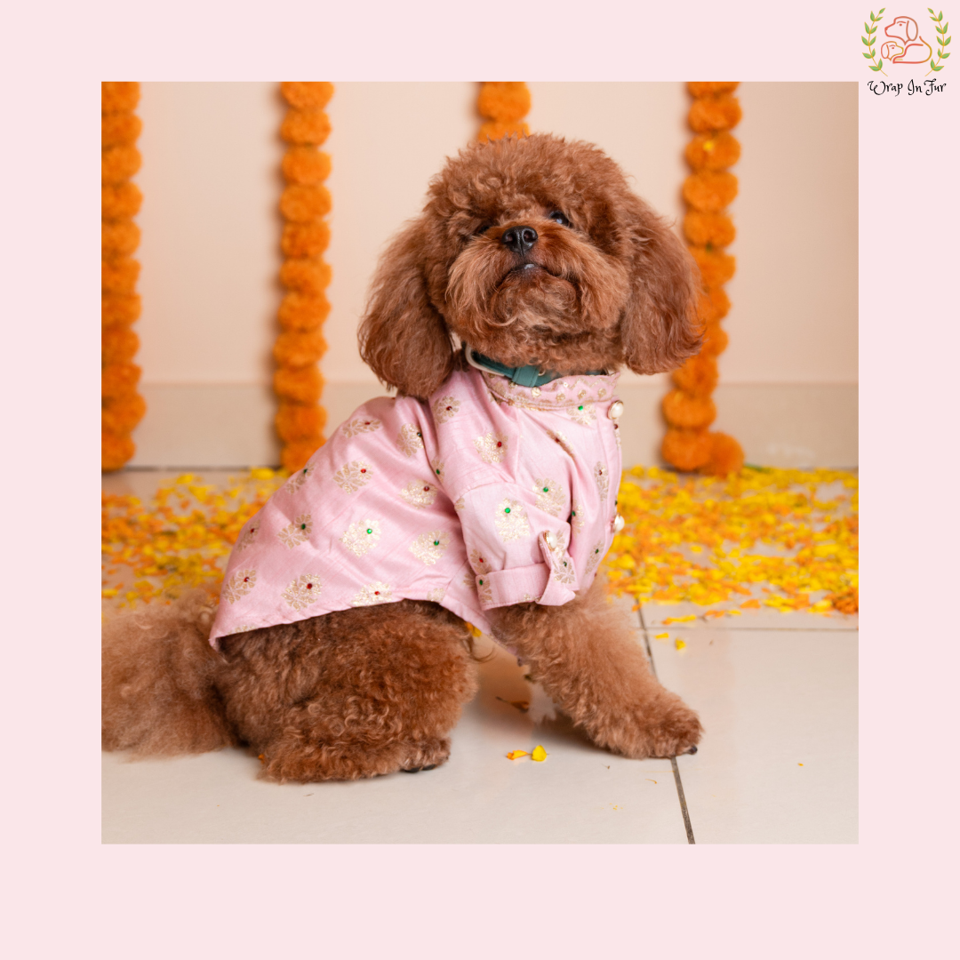 Brown dog wearing a pink outfit with floral patterns on a light background