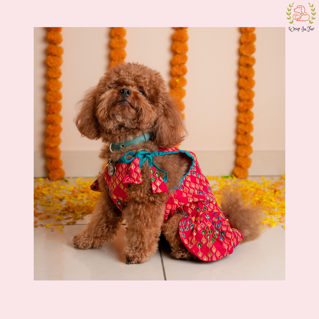 Small brown dog wearing a colorful indian outfit with a decorative background