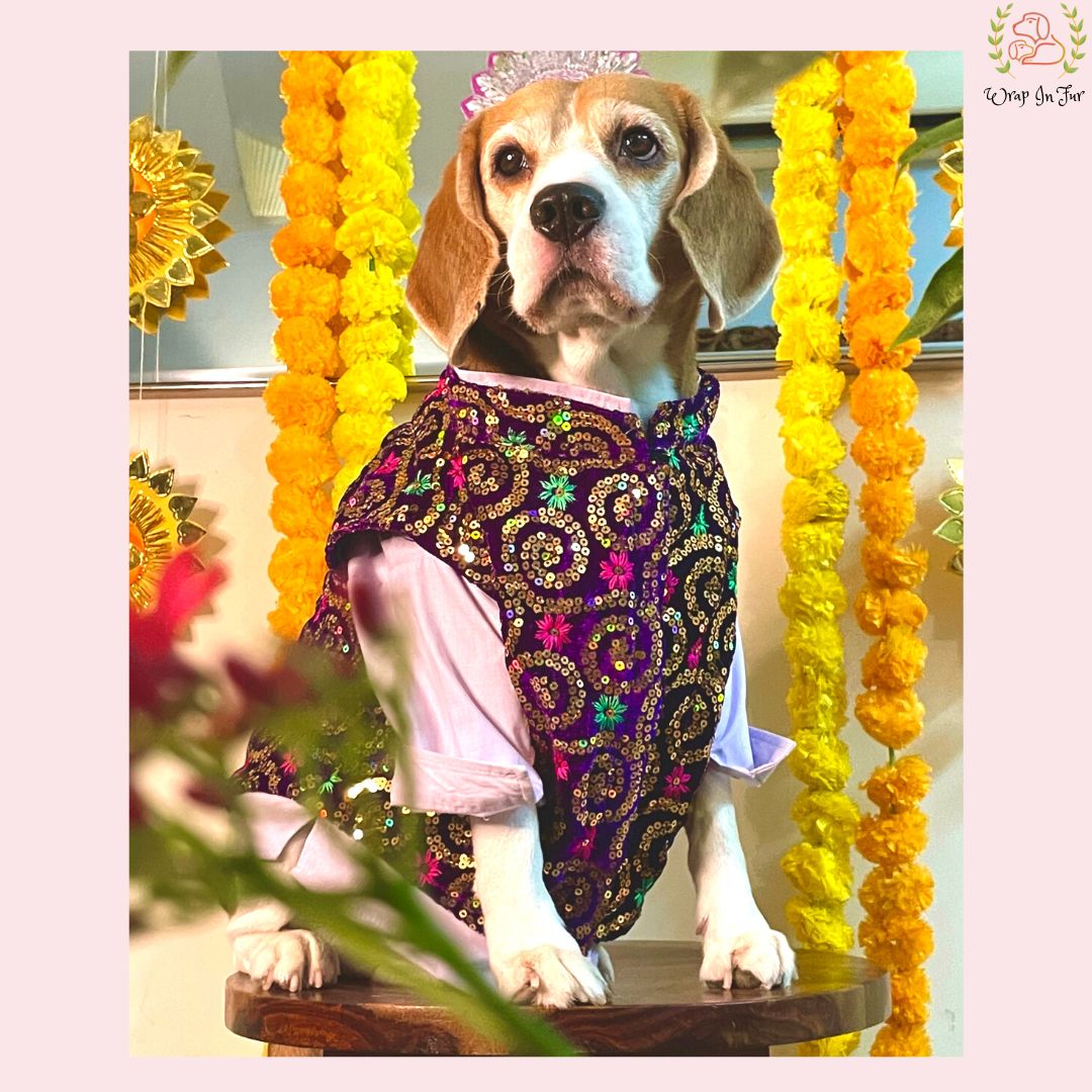 Purple Chak Mak Jacket Kurta