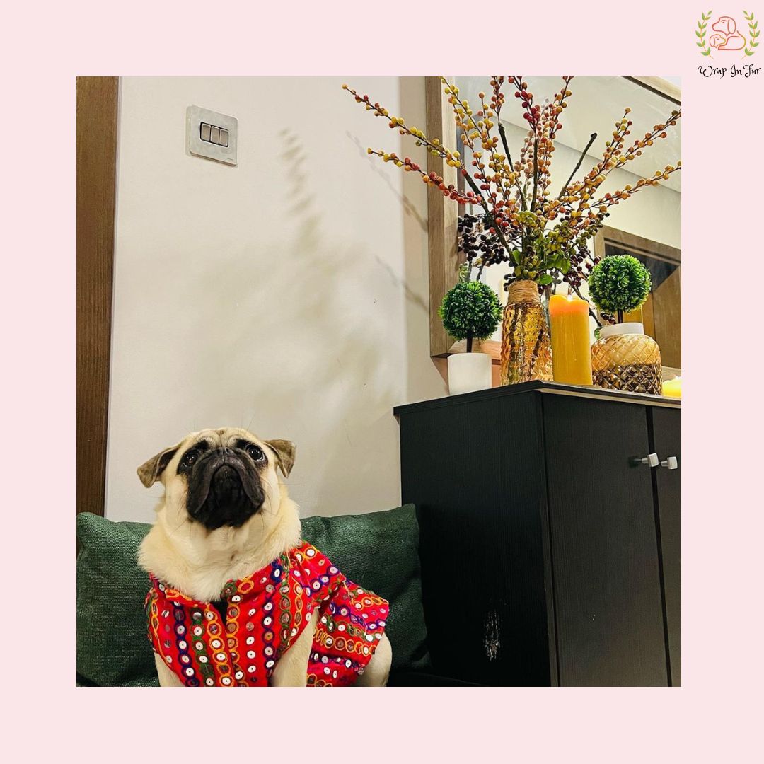 Red Pug festive jacket