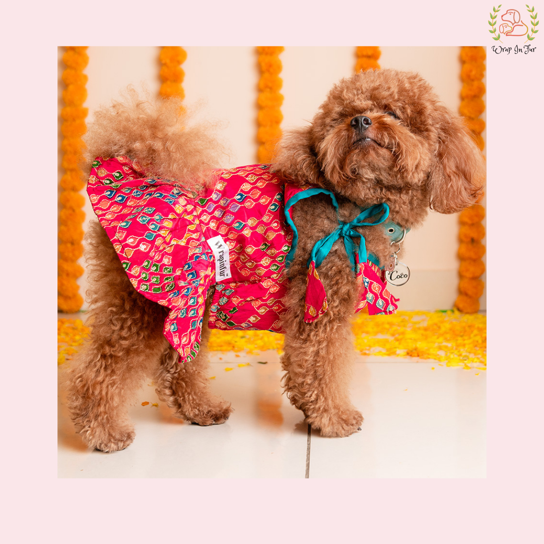Poodle wearing a pink patterned outfit with a blue bow for rakhi