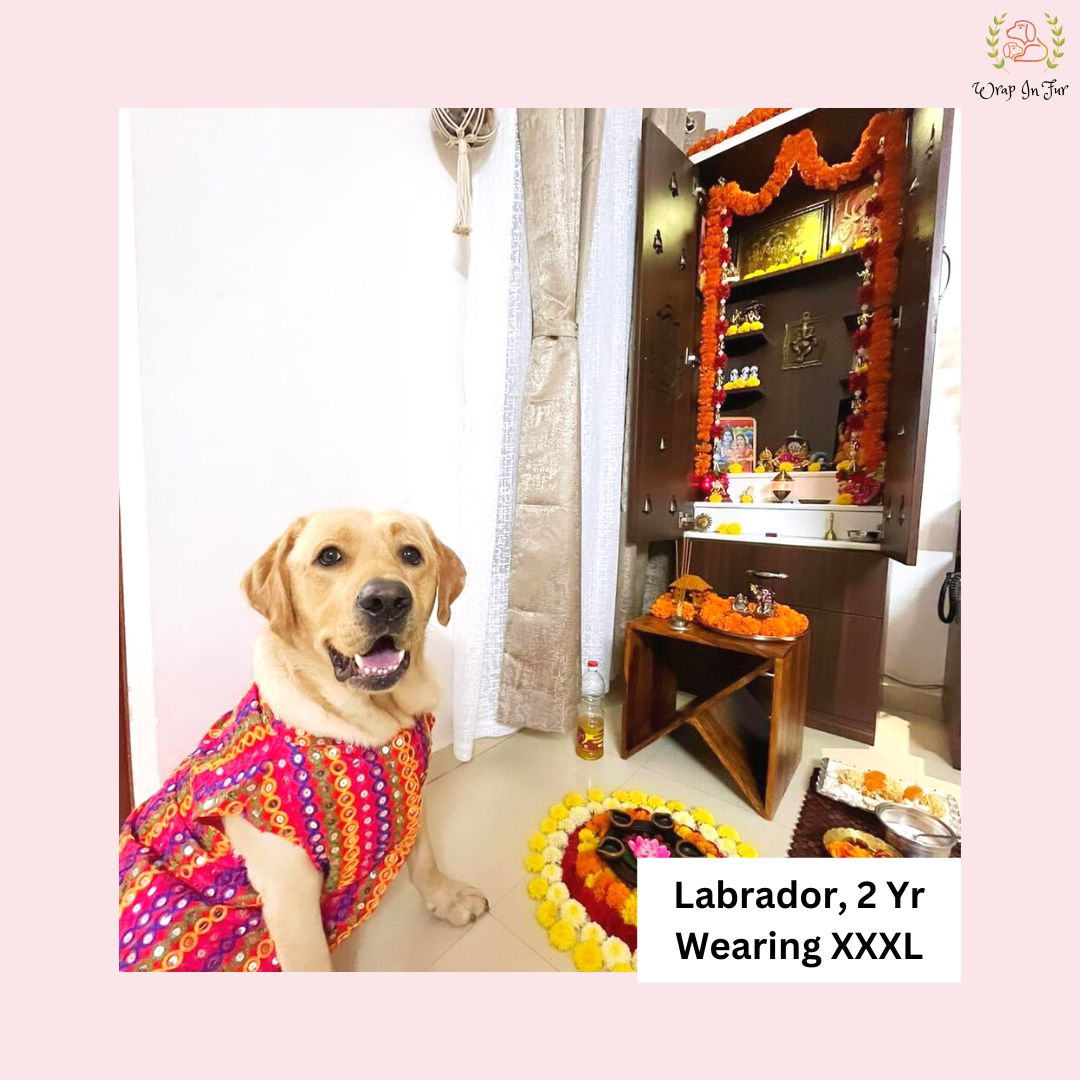 Labrador red multicolor jacket for dog
