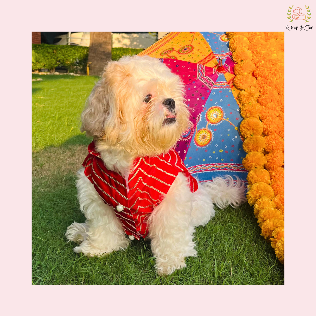 dog sherwani price