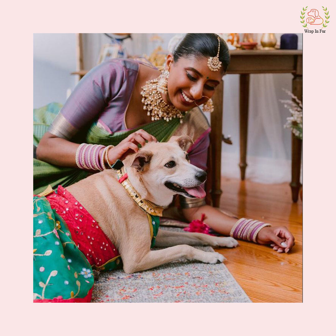 Rose lehenga for big dogs