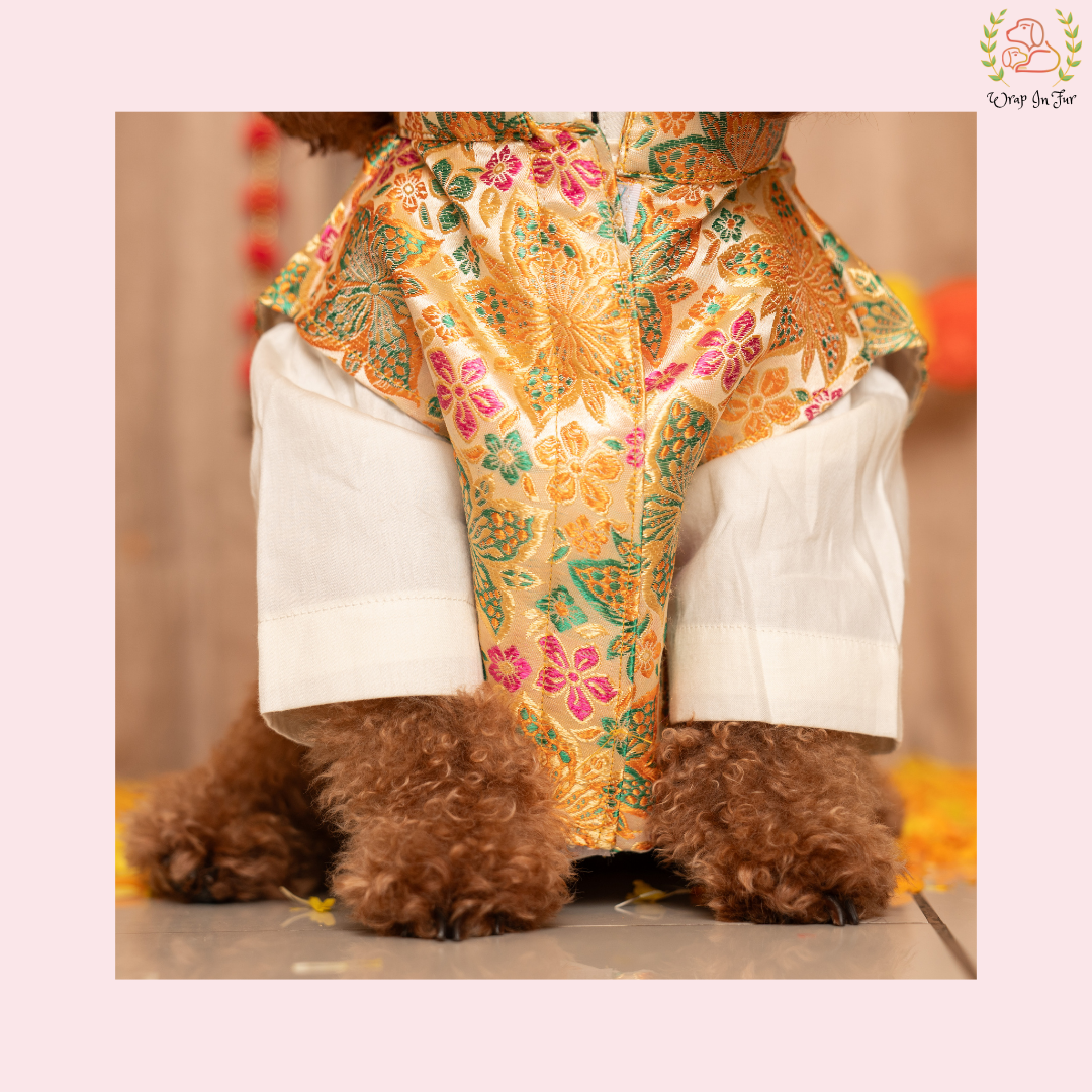 Royal Cream Dog Kurta Set - White & Gold Indian Dog Ethnic Wear Dress