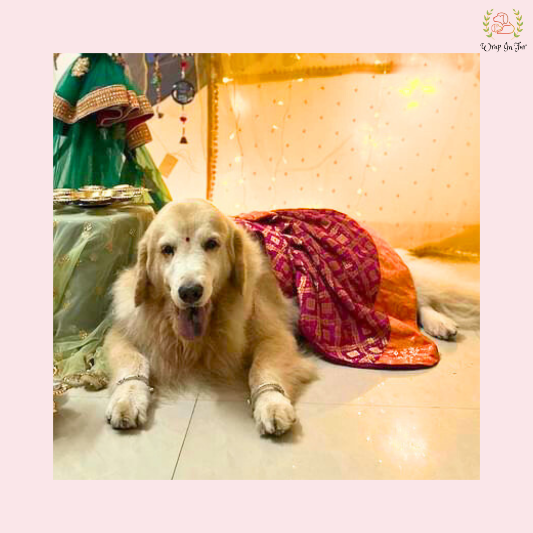 Royal Pink Orange Dog Bride Outfit – Wedding Frock for Dogs