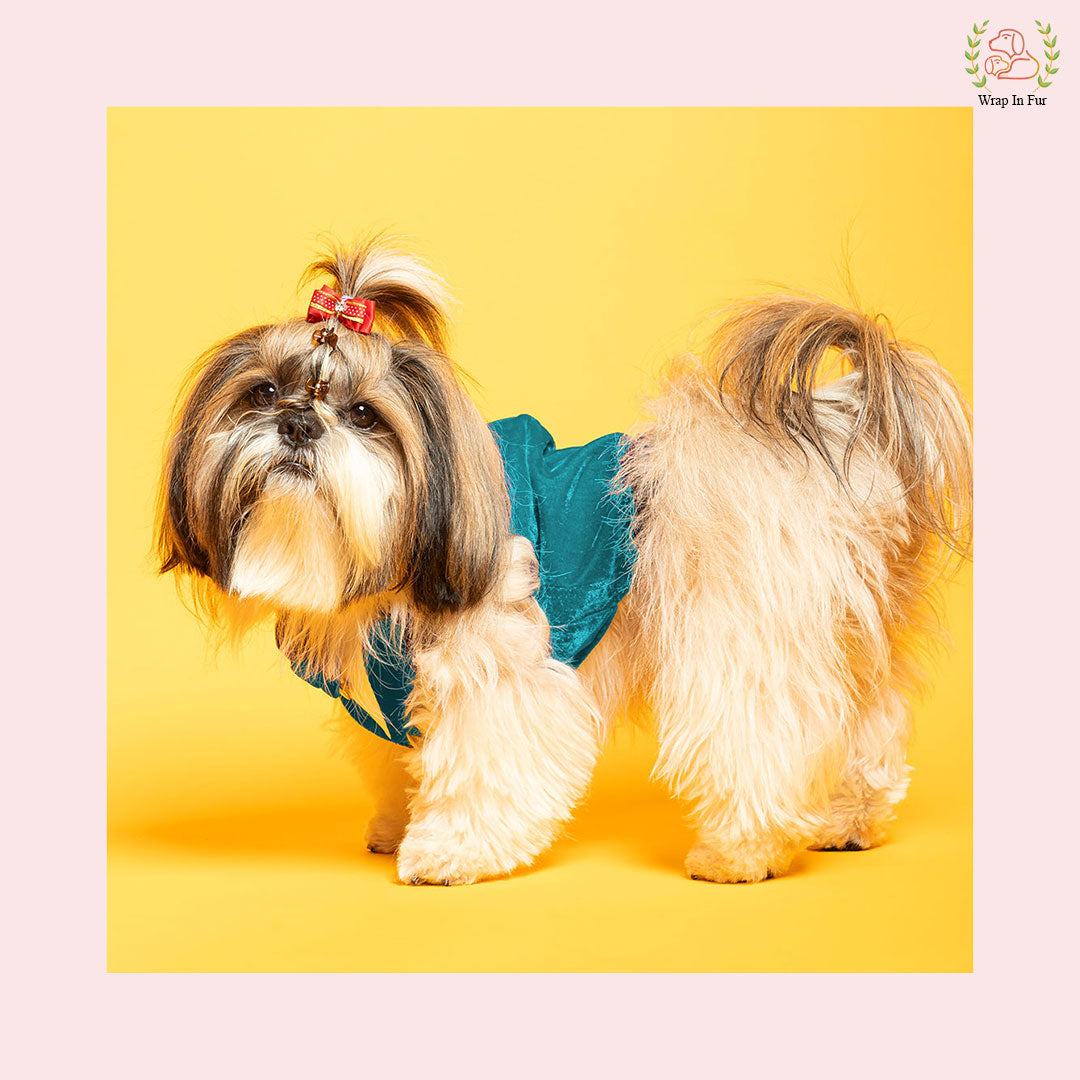 Shihtzu Dog Teal Velvet Tuxedo