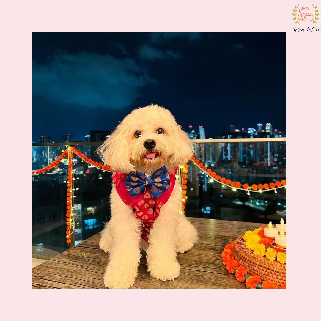 Shihtzu Red Festive dog Jacket