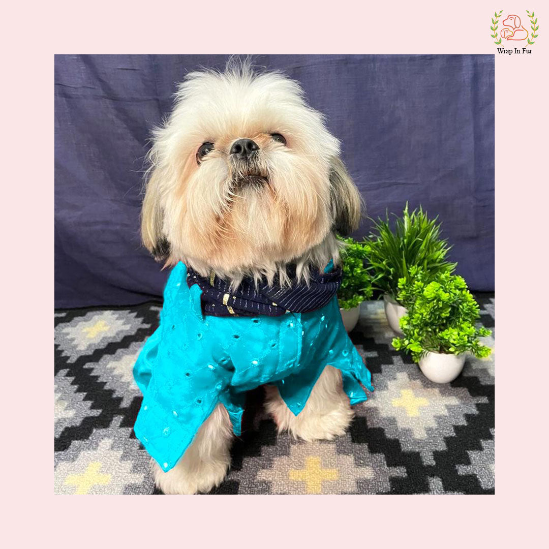 Shihtzu Sky blue dog sherwani