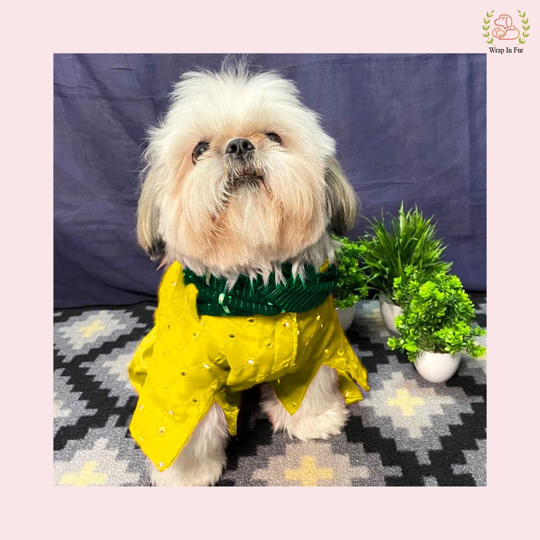 Shihtzu Yellow dog sherwani