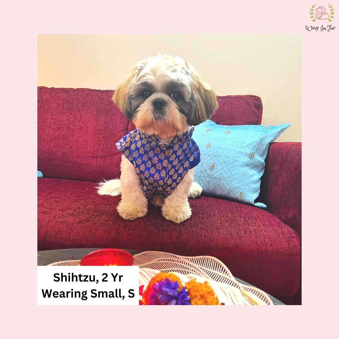 Shihtzu dog blue festive jacket