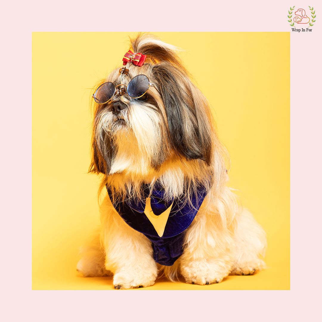 Shihtzu dog blue velvet tuxedo