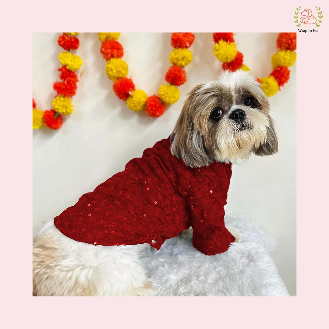 Shihtzu dog maroon chikankari kurta