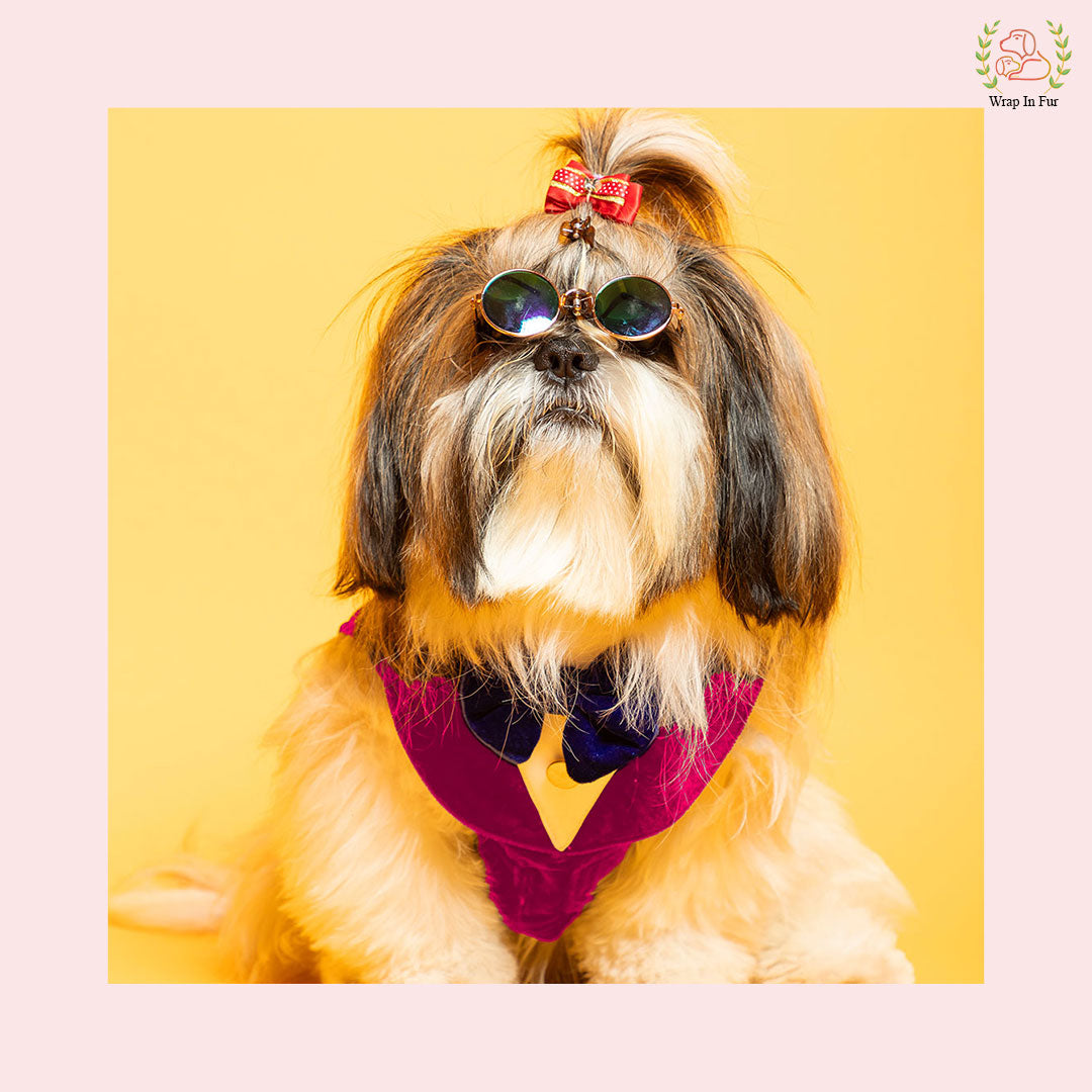 Shihtzu dog pink velvet tuxedo