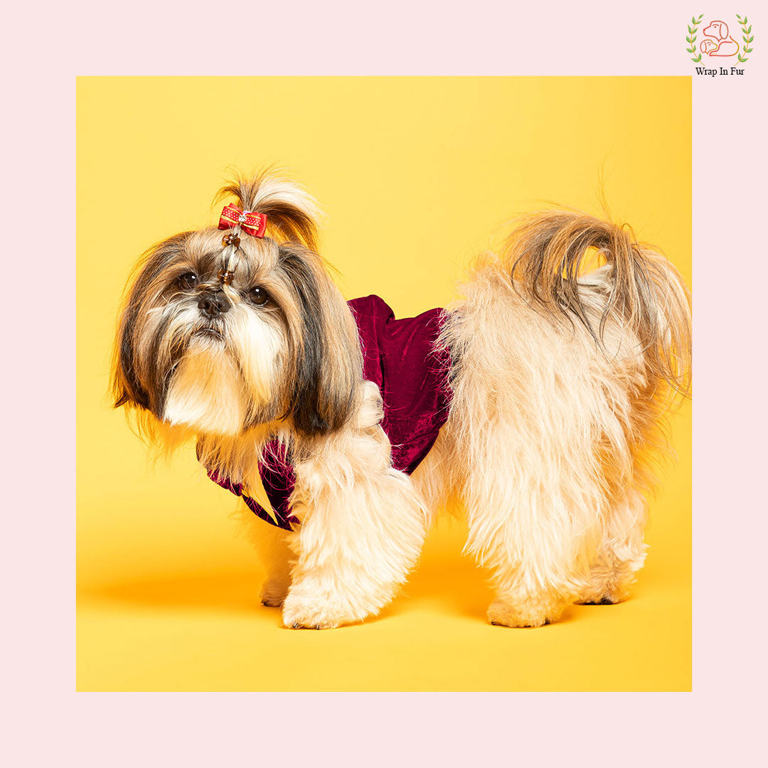 Shihtzu dog wine velvet tuxedo