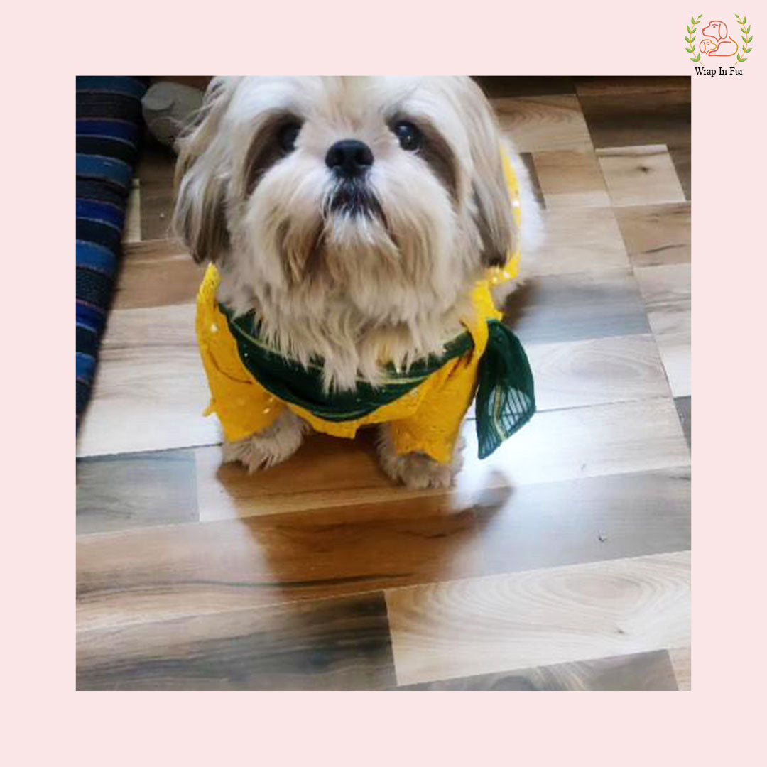 Shihtzu dog yellow kurta