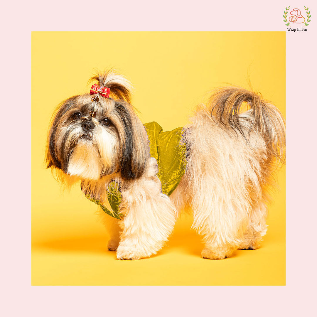 Shihtzu dog yellow velvet tuxedo