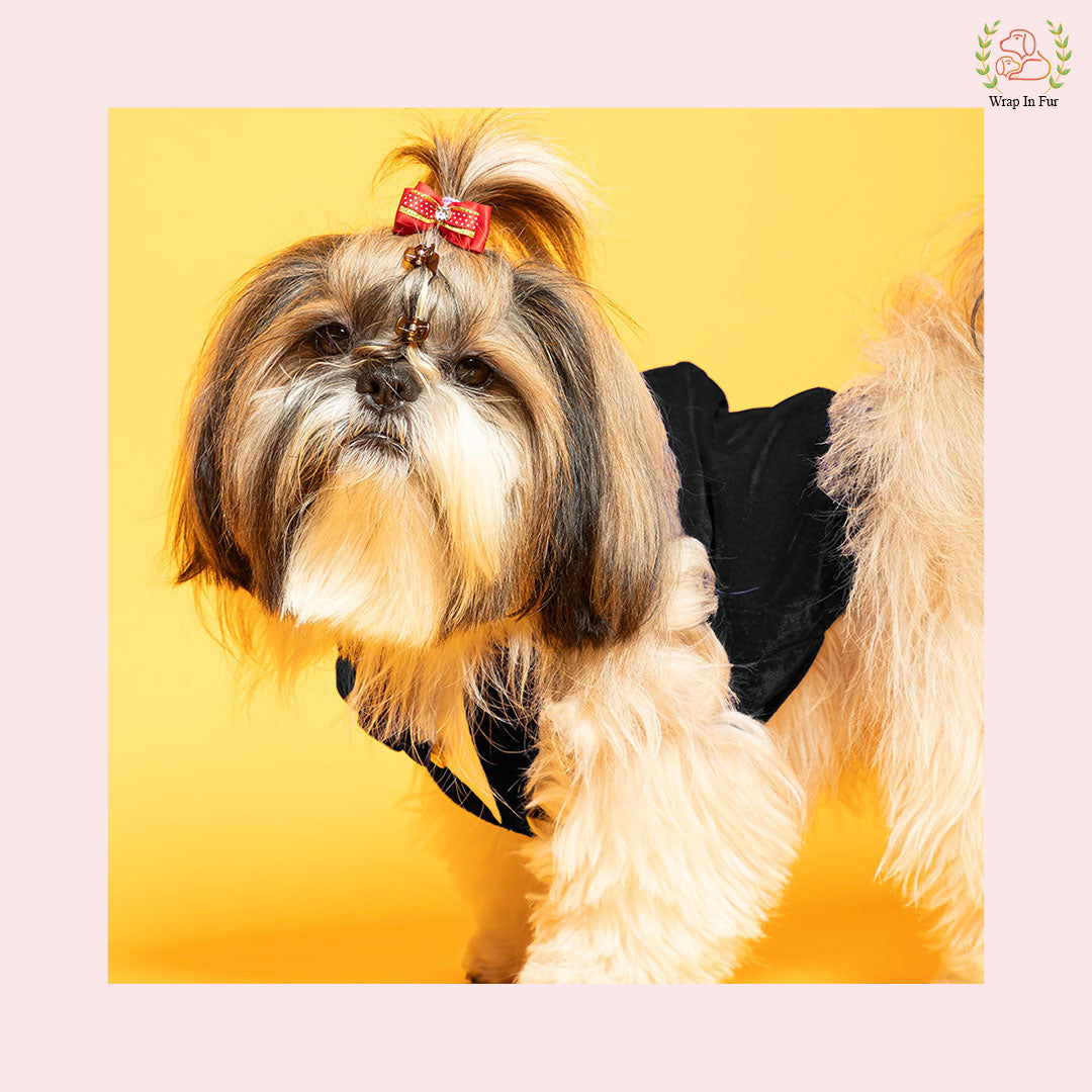 Small dog Black Velvet Tuxedo