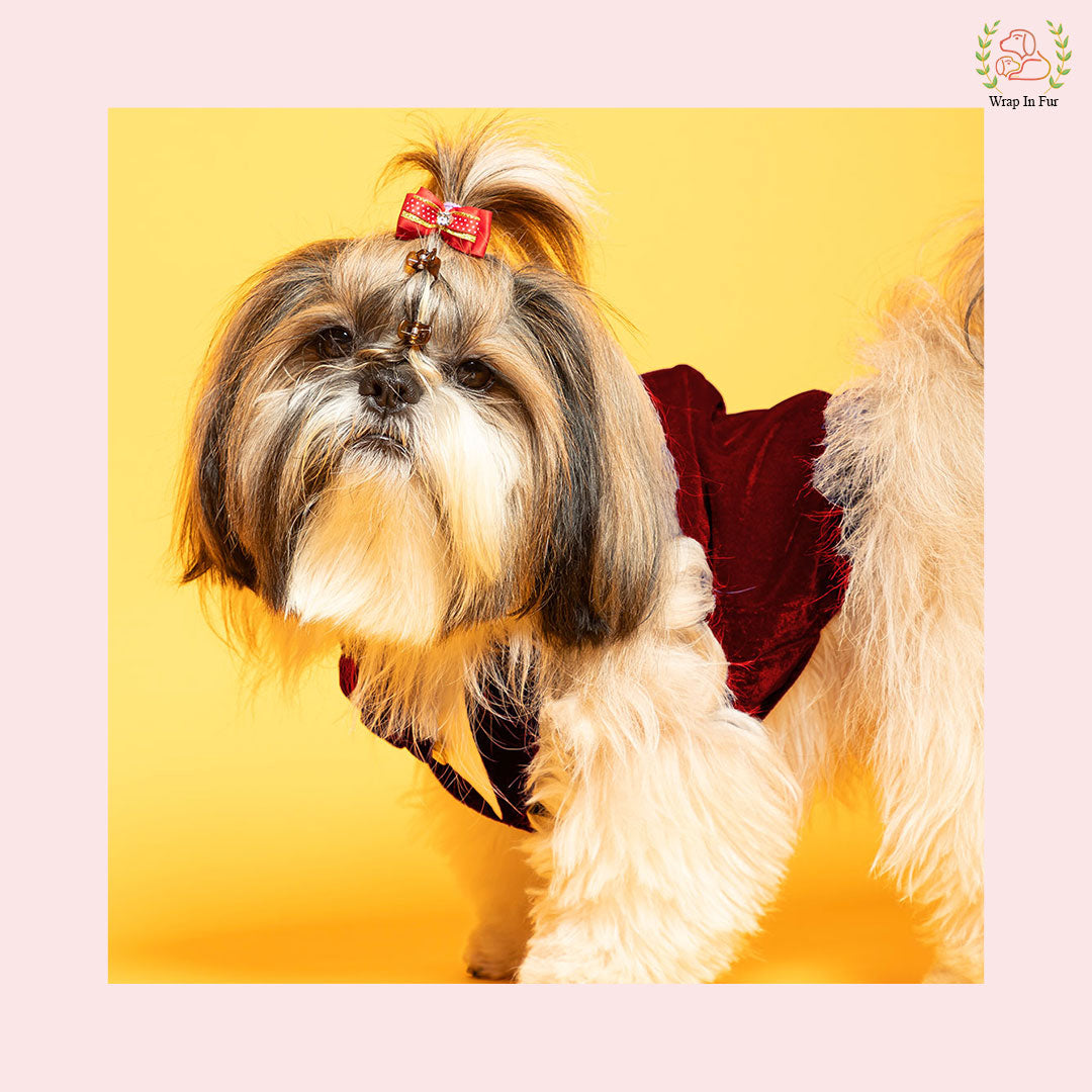 Small dog Maroon Velvet Tuxedo for party and functions