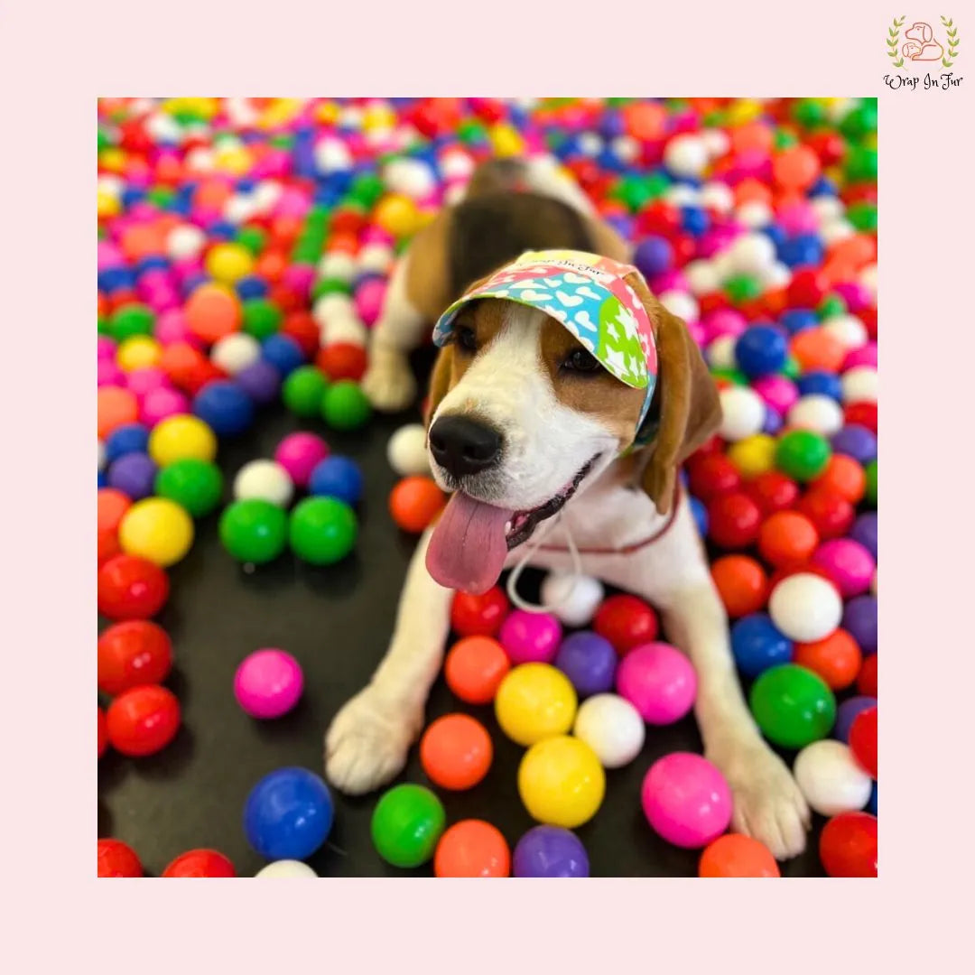 Sunshine pattern cap for dog