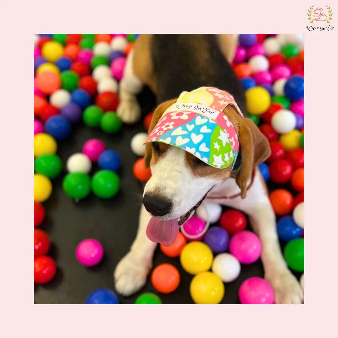 Sunshine cap dog image