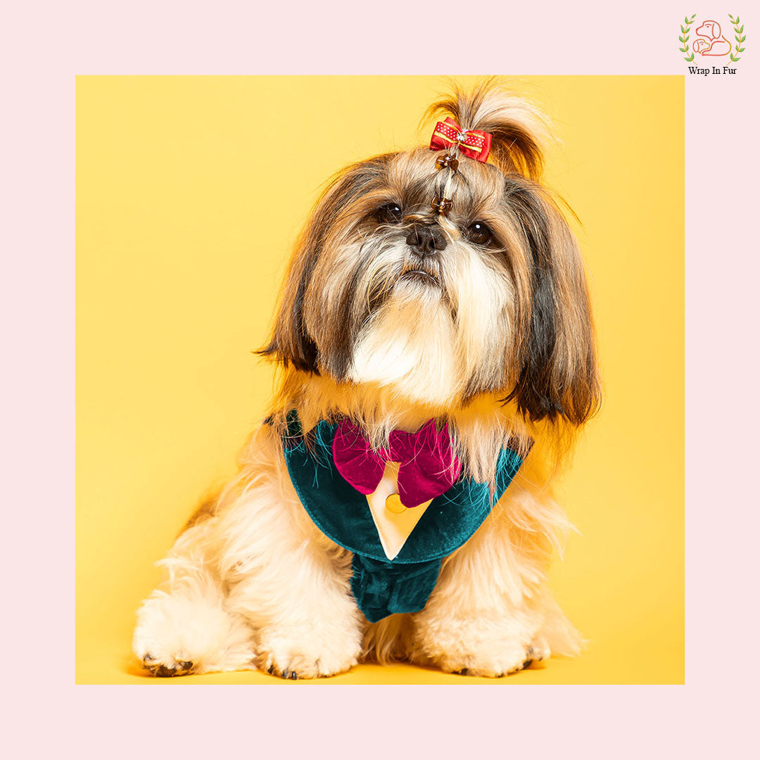 Teal Velvet Tuxedo for small dog