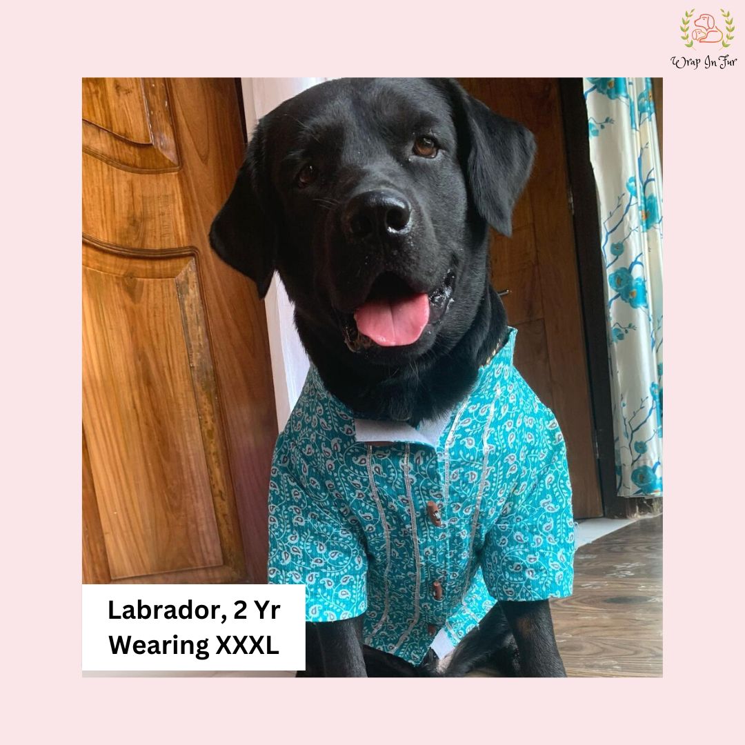 Labrador Teal gota kurta for dogs, labrador kurta