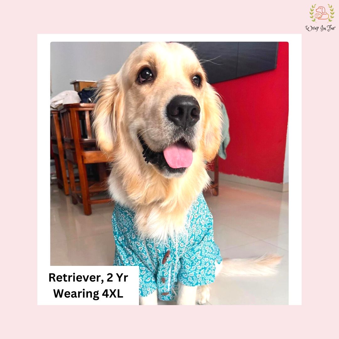 Teal gota kurta for dogs, Golden Retriever dog kurta
