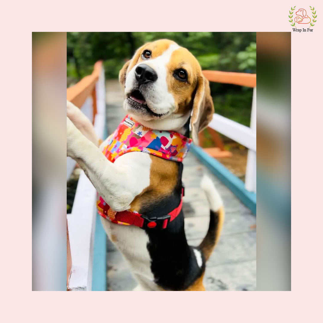 Too Much Red Reversible Harness for dog birthday