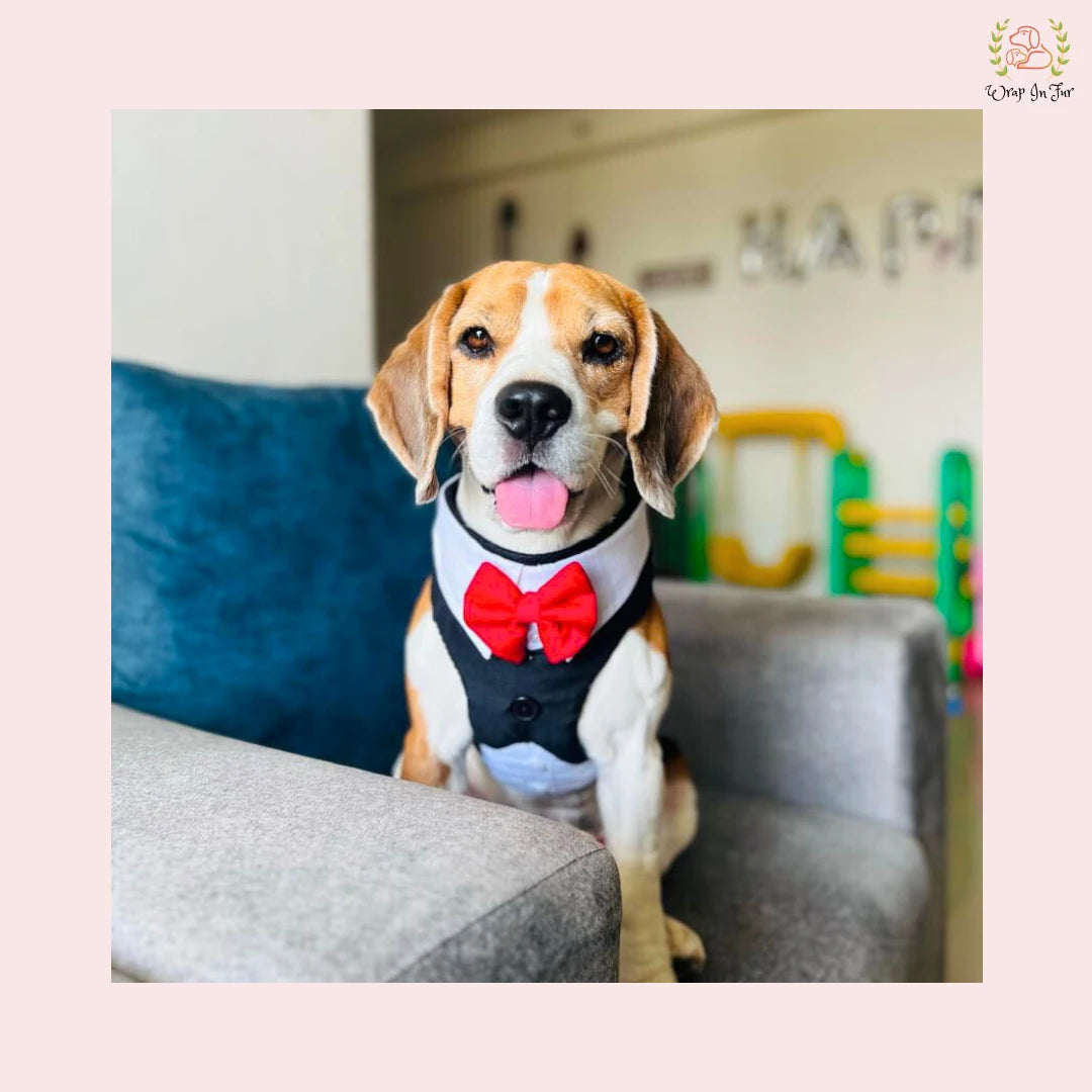 Tuxedo Dog Harness