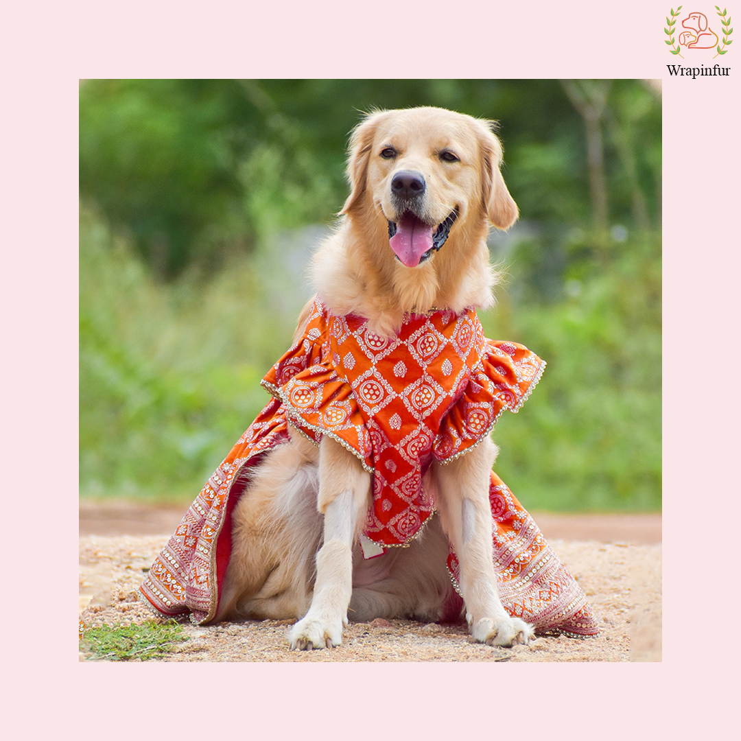 open lace back dress Vibrant Orange Dog Lehenga Choli Dress