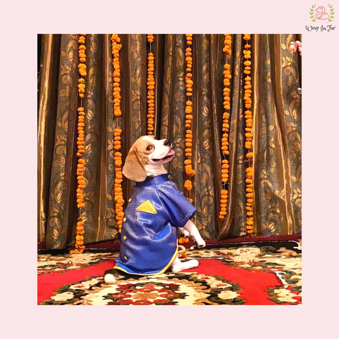 wedding dog sherwani