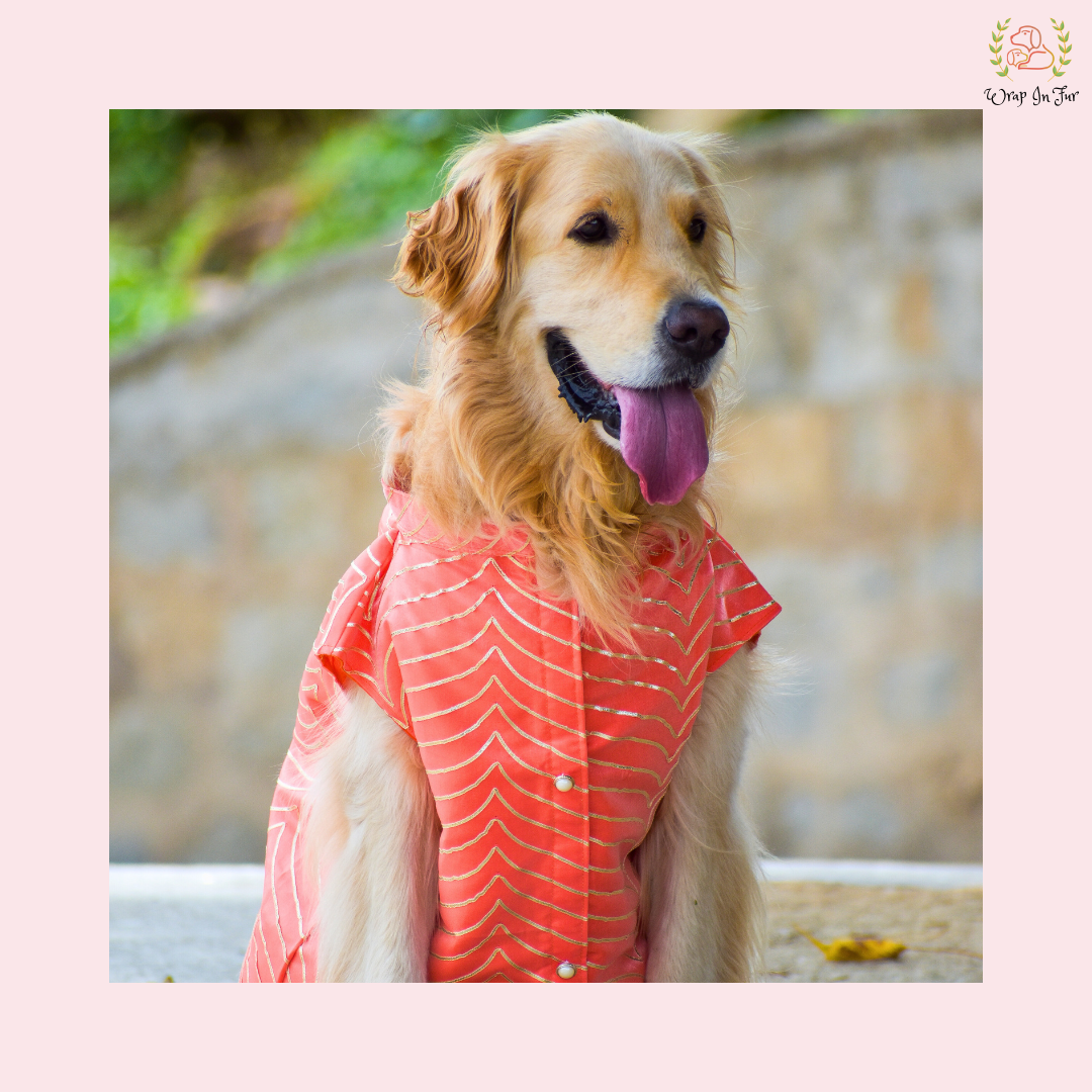 Coral Golden Sherwani