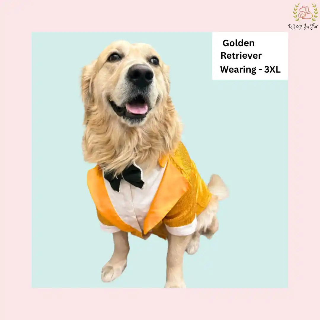 Yellow bling tuxedo for Golden Retriever