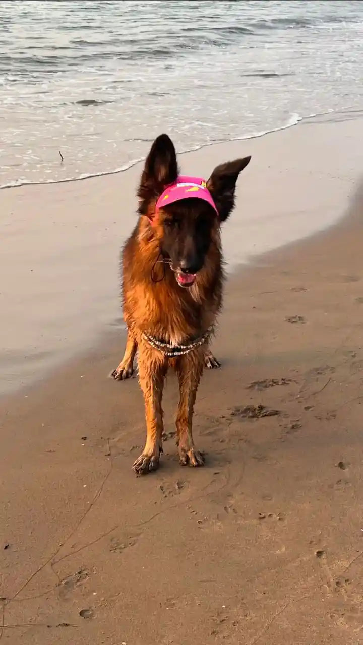banana dog cap for labrador
