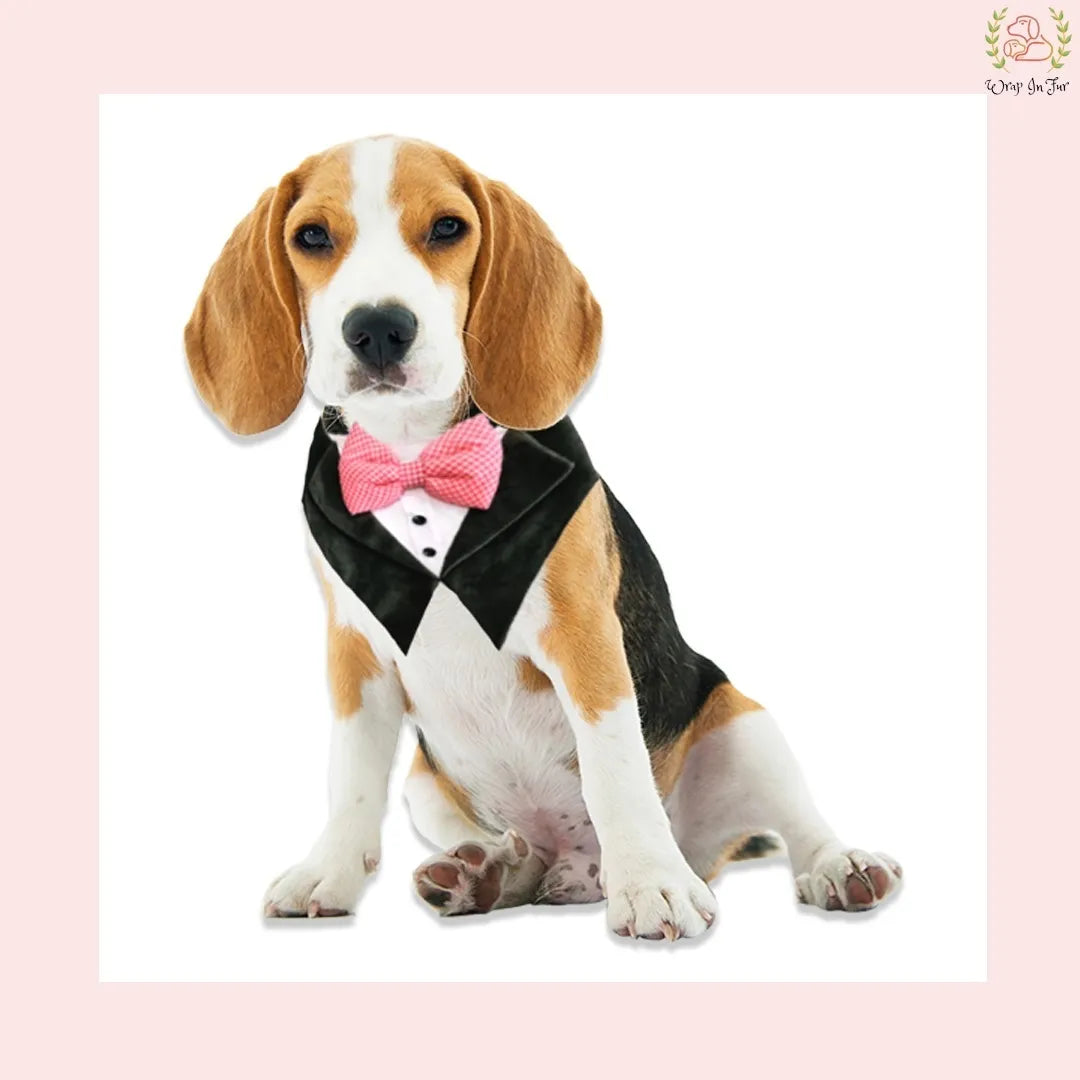 beagle dog tuxedo bandana