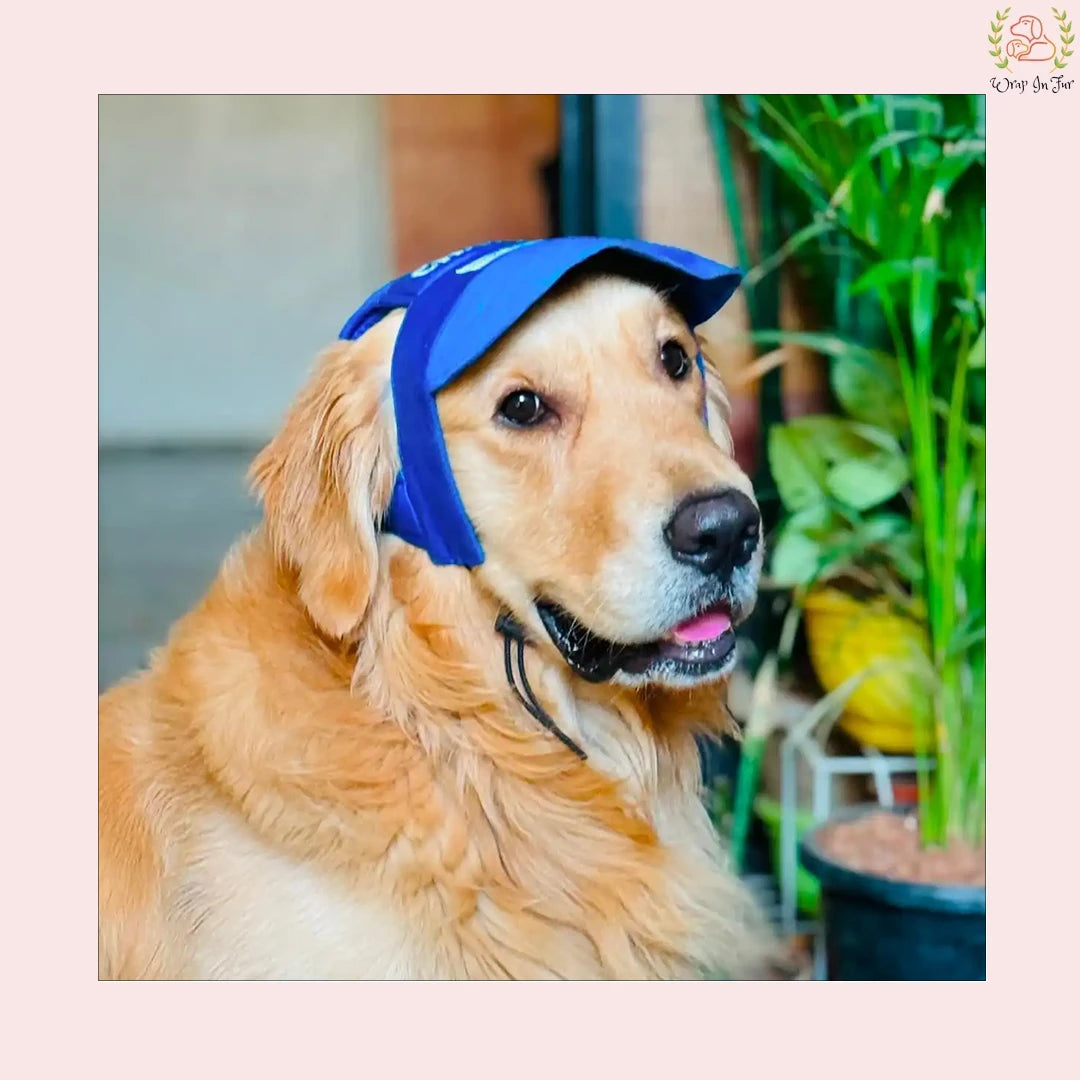 shop blue dog cap with name tag