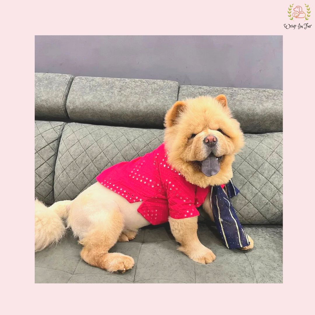 chow chow pink dog sherwani