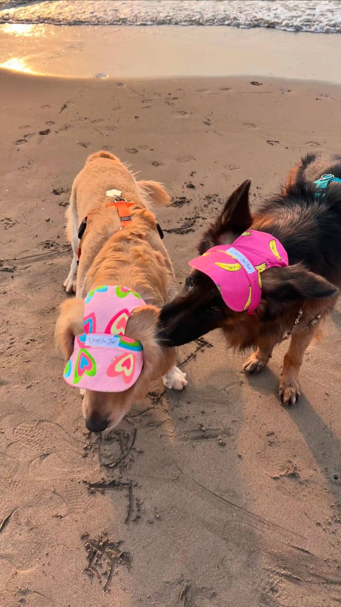 banana dog cap for maltese