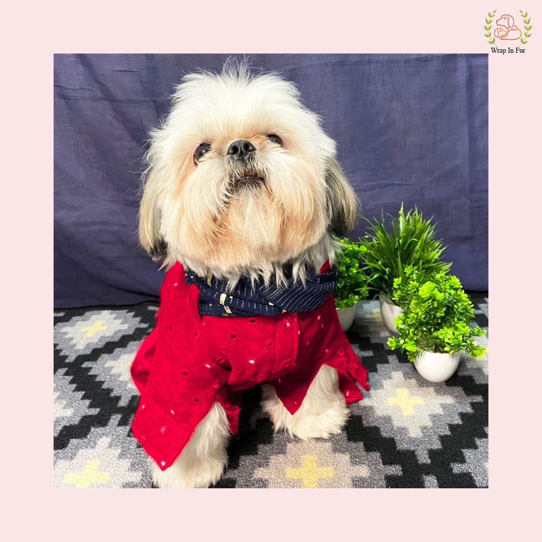 dog kurta