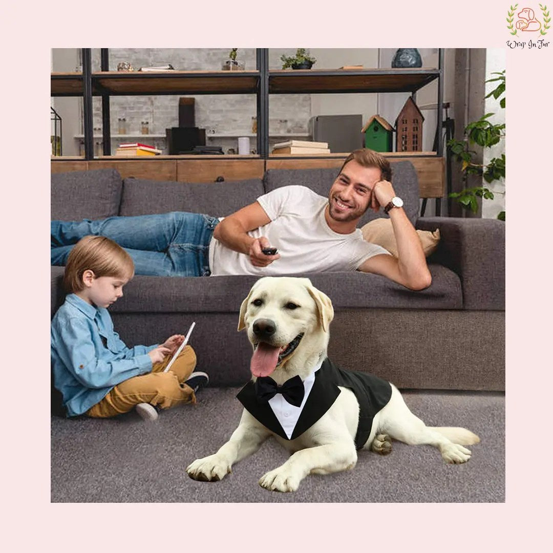 golden retriever dog tuxedo outfit for party and functions