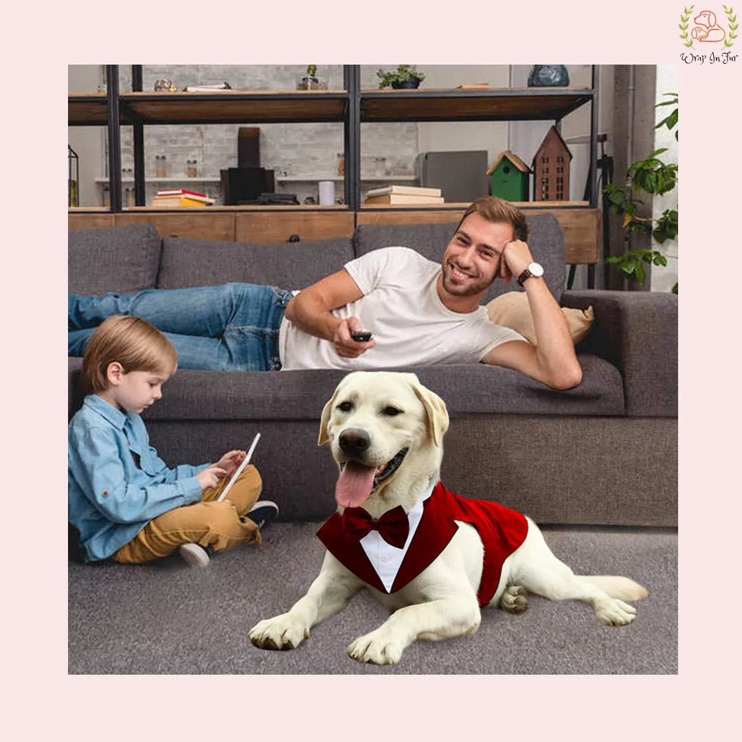 golden retriever red cape dog tuxedo suit for birthday