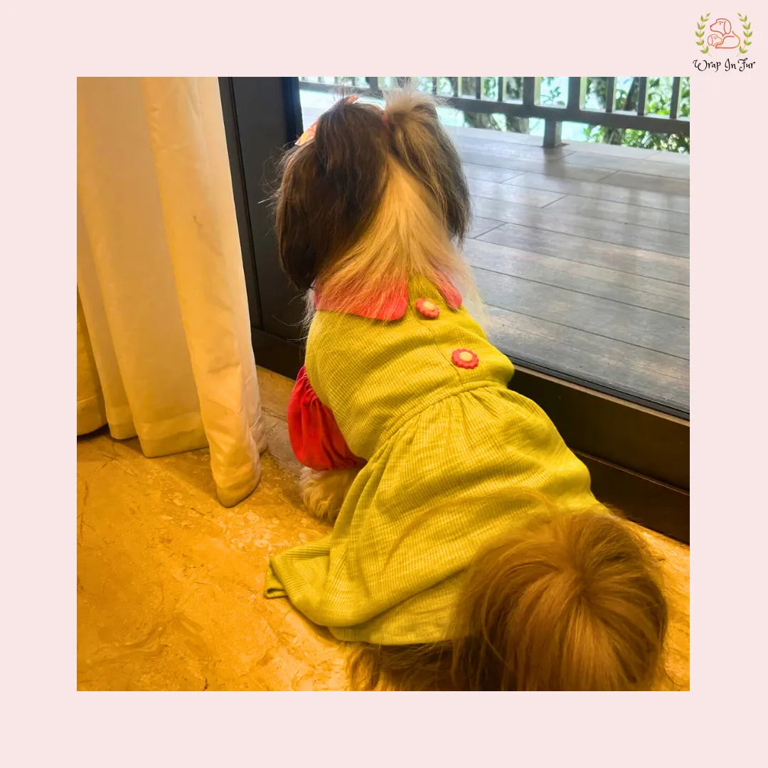 buy female dog dress online