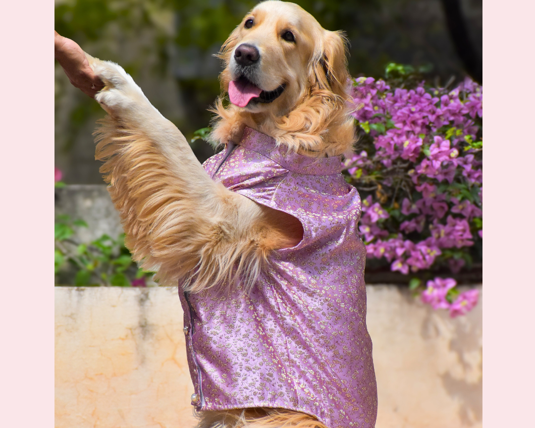 dog sherwani