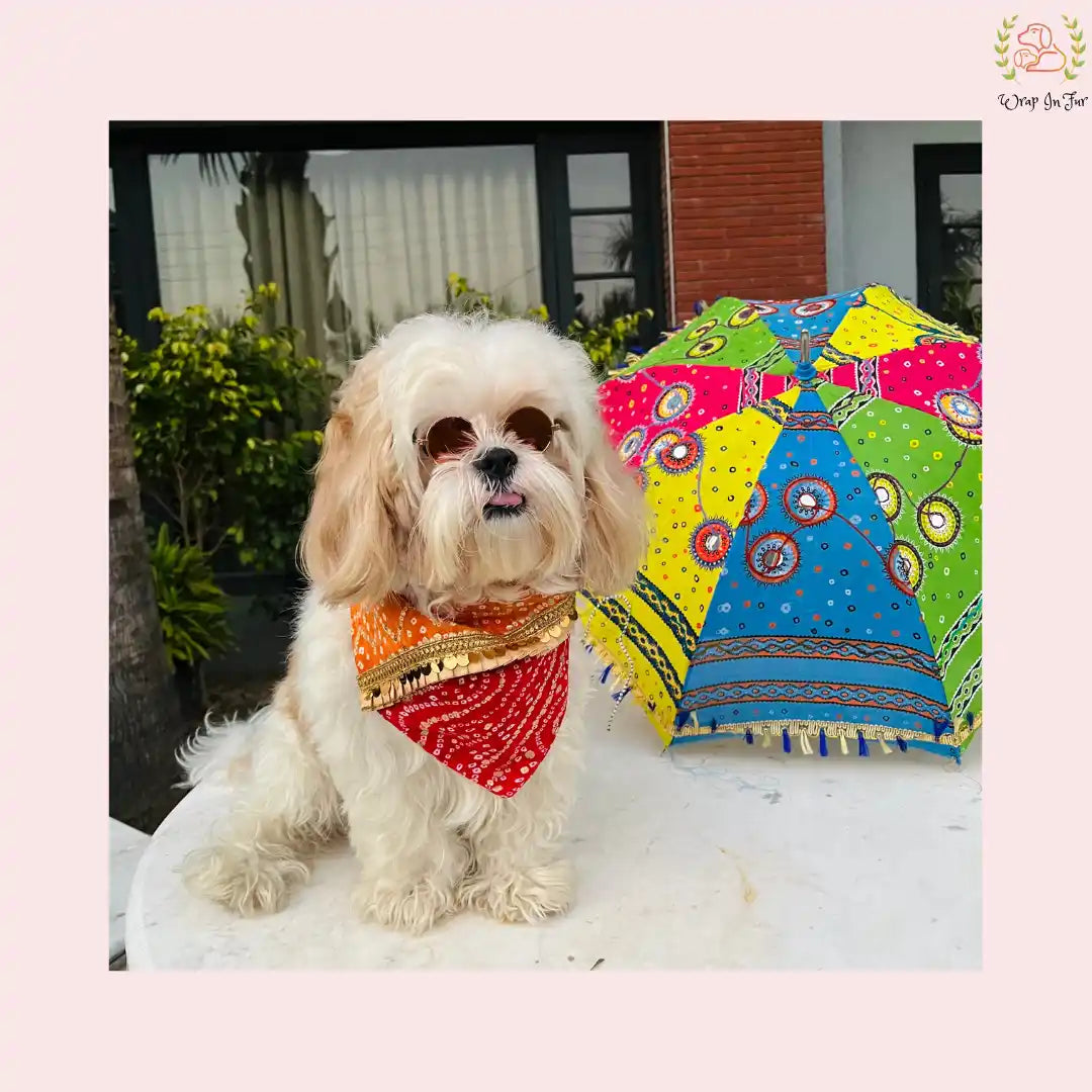 shop dog party outfit bandana online in India