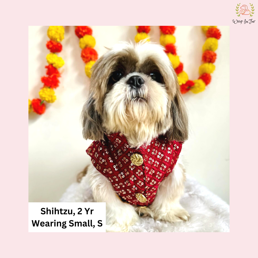 shihtzu maroon dog sherwani for wedding