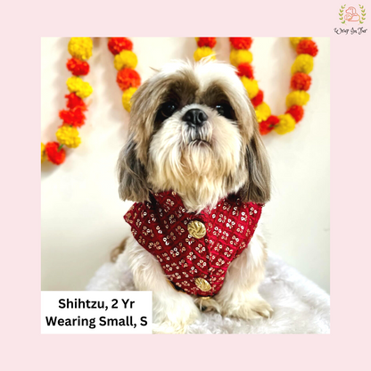 shihtzu maroon dog sherwani for wedding