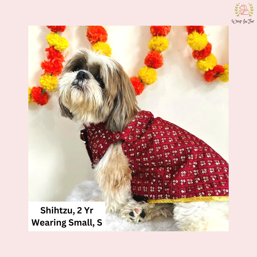 party maroon sherwani for small dog